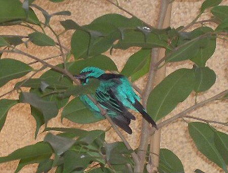 Dacnis