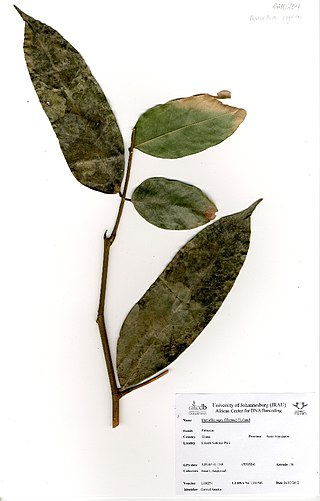 <i>Daniellia</i> Genus of legumes