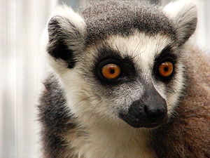 Lemur Catta: Etimología, Historia evolutiva y taxonomía, Anatomía y fisiología