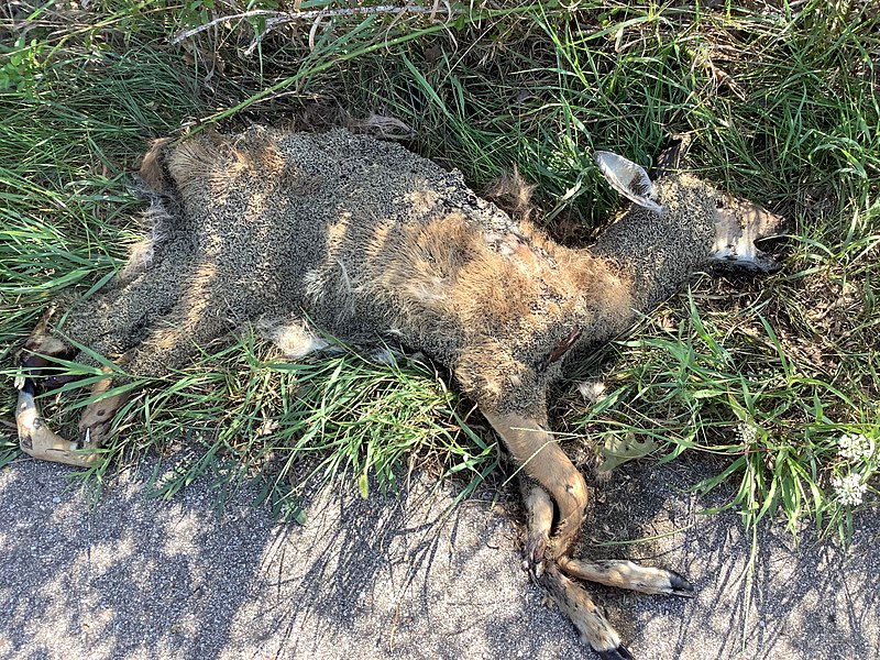 File:Deer Carcass Being Eaten by Maggots.jpg