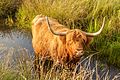 Wandeling over de Delleboersterheide.