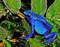 Image 5The blue poison dart frog is endemic to Suriname. (from Suriname)