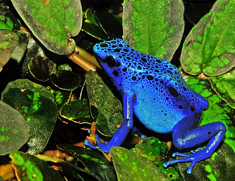 Der Blaue Baumsteiger (Dendrobates tinctorius azureus) ist im tropischen Regenwald des Länderdreiecks Brasilien, Französisch-Guayana und Surinam beheimatet