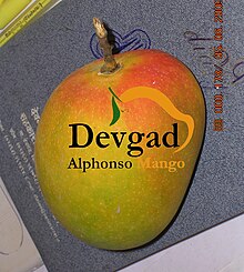 Alphonso mango Devgad Alphonso Mango Original Pic by Devgad Taluka Mango Growers Co-op Society.jpg