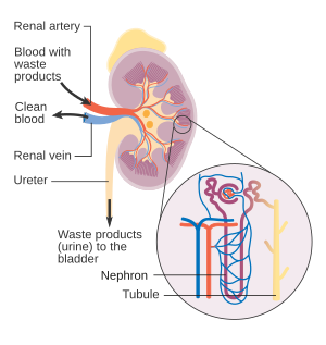 Diagram showing how the kidneys work CRUK 138