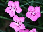 Dianthus aa1.jpg