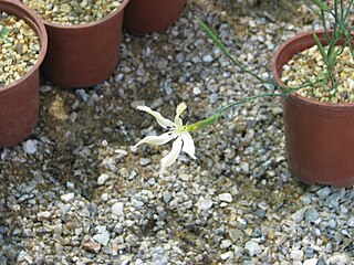 <i>Dianthus caespitosus</i> Species of flowering plant