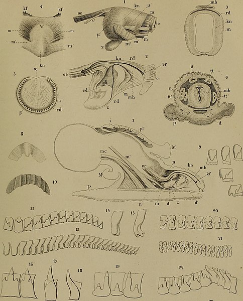 File:Die Klassen und Ordnungen der Weichthiere (Malacozoa) - wissenschaftlich dargestellt in Wort und Bild (1862) (20741994678).jpg