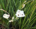 File:Fortnight lily or Morea iris -- Dietes iridioides, D. bicolor.jpg -  Wikipedia