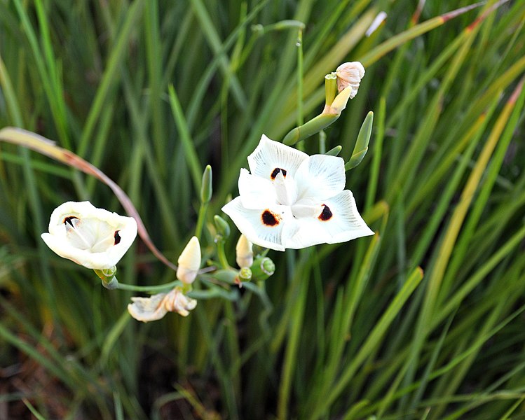 bicolor iris