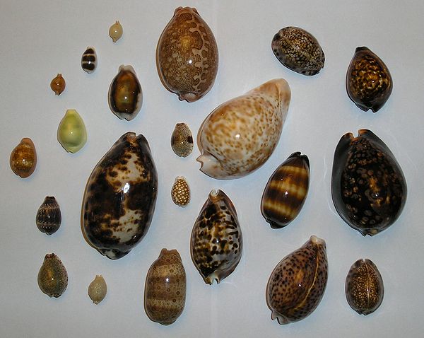 Shells of various species of cowrie; all but one have their anterior ends pointing towards the top of this image.