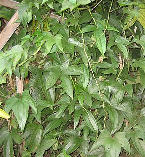 <i>Dioscorea trifida</i> species of plant