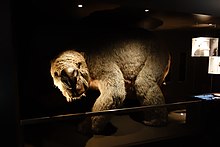 Reconstruction of a hippopotamus-sized Diprotodon Diprotodon sculpture.jpg