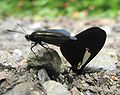 Butterflies mating