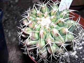 <i>Discocactus catingicola</i> Species of cactus