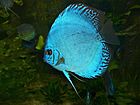 Discus (Symphysodon aequifasciatus) blue hybrid (13532960545) .jpg