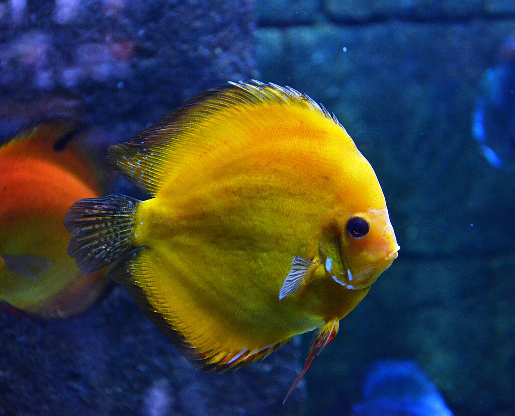 Discus (fish)