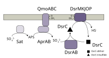 Overview of dissimilatory sulfate reduction performed by sulfate-reducing microorganisms. Dissimilatory Sulfate Reduction overall reactions.svg