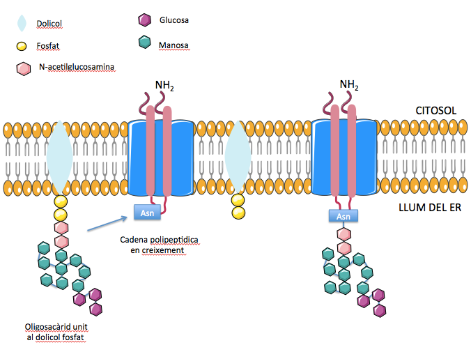 File:Dolicol fosfat a la N-glicosilació.tiff