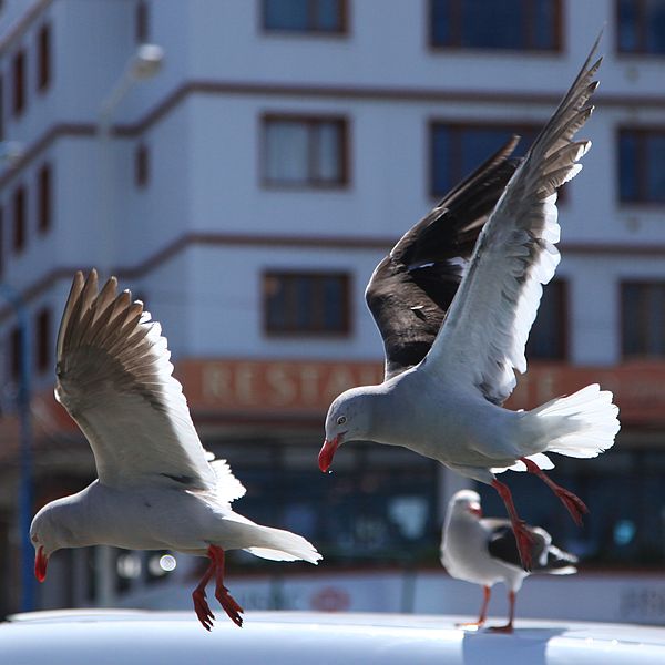 File:Dolphin Gulls in Ushuaia (5542979521).jpg