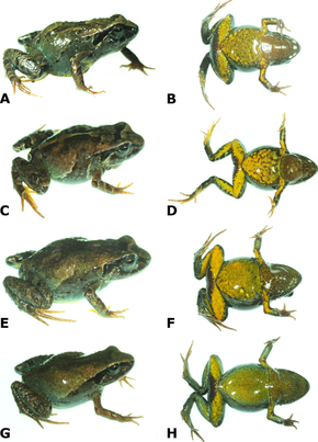 Descripción de la imagen Vistas dorsolateral y ventral de cuatro paratipos de Psychrophrynella chirihampatu sp.  no.  mostrando variación en la coloración dorsal y ventral.png.