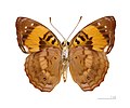 Museum specimen ♀ △ - Ventral side