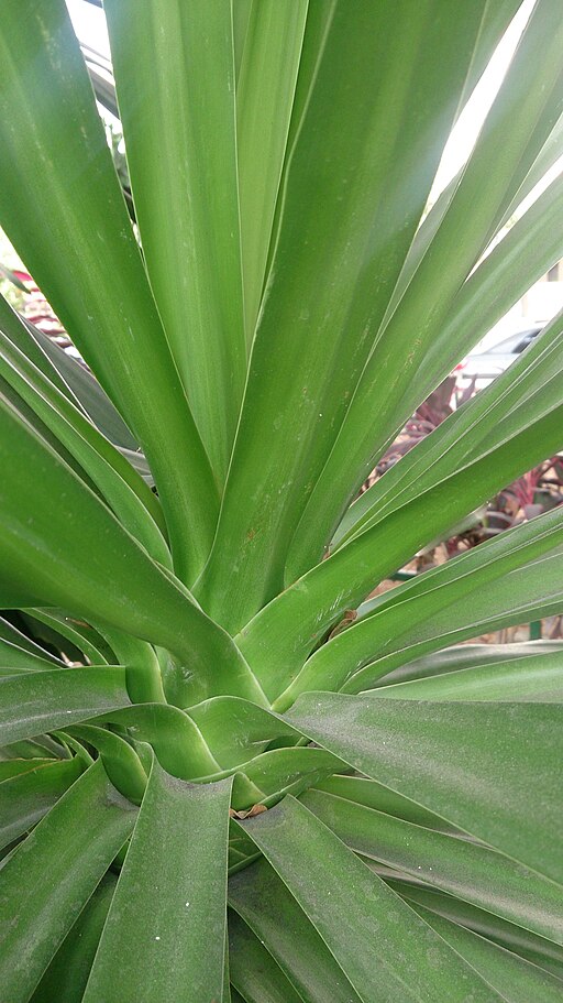 Dracena draco 4