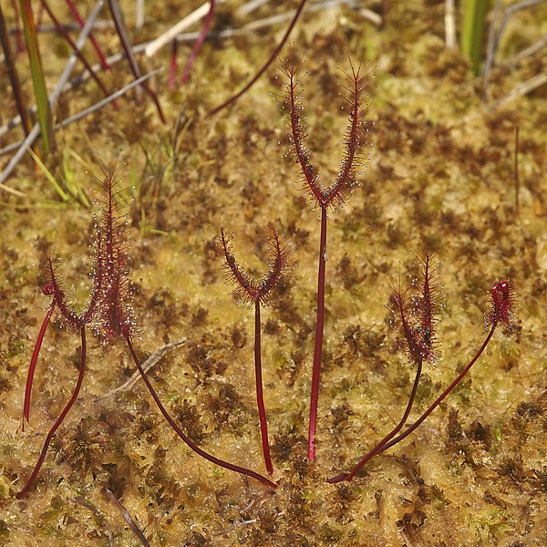 File:Drosera binata LC0252.jpg