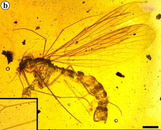 <span class="mw-page-title-main">Pseudopolycentropodidae</span> Extinct family of insects