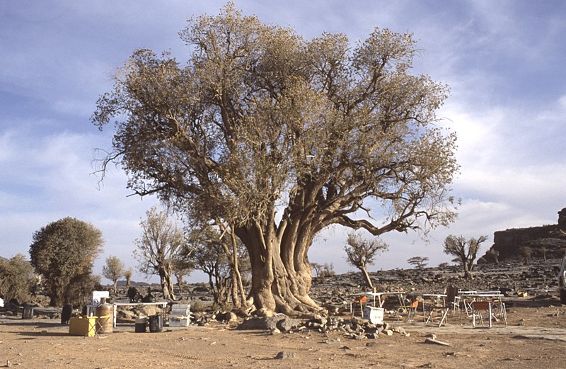 File:Dunst Oman scan0503 - Küchenplatz.jpg