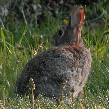 Eastern Cottontail (Sylvilagus floridanus)