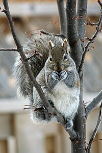 "Eastern_Gray_Squirrel_December.jpg" by User:Whpq