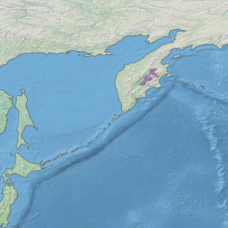 Kamchatka–Kurile taiga Ecoregion in the middle of the Kamchatka Peninsula