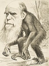 Çömelmiş bir maymunun vücuduna sahip Darwin'in beyaz sakallı kafası.