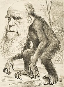 Tête barbue blanche de Darwin avec le corps d'un singe accroupi.