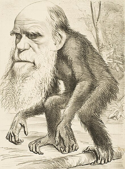 An 1871 caricature following publication of The Descent of Man was typical of many showing Darwin with an ape body, identifying him in popular culture as the leading author of evolutionary theory.[148]