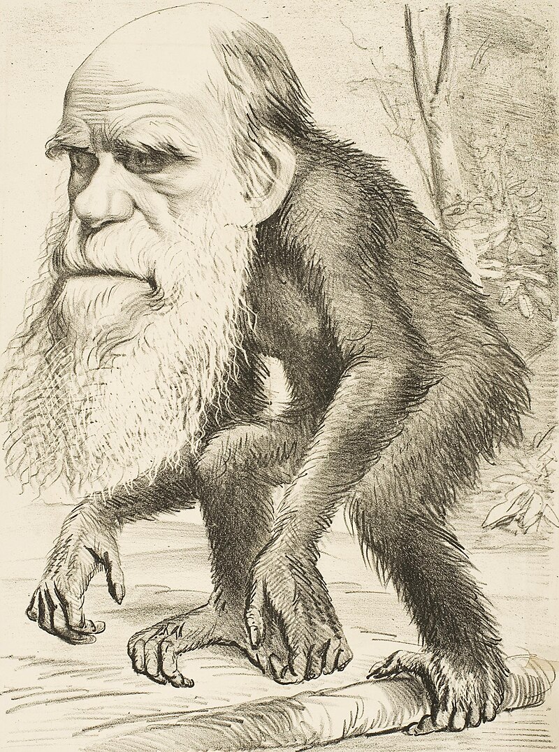 White bearded head of Darwin with the body of a crouching ape.