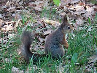 Uk: Theria Ik: Eutheria Boreoeutheria Öo: Euarchontoglires Glires O: Rodentia Uo: Sciuromorpha F: Sciuridae S: Sciurus A: Sciurus vulgaris Ua: Sciurus vulgaris vulgaris Ekorre i Väsmestorp, Sörby socken, Falköpings kommun, Västergötland.