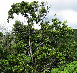 <i>Elaeocarpus bifidus</i> Species of flowering plant in the family Elaeocarpaceae