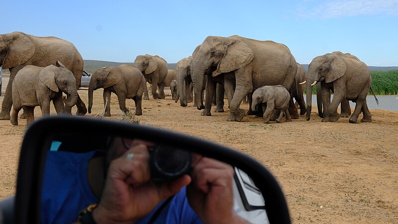 File:Elephants and reflective perspective.jpg