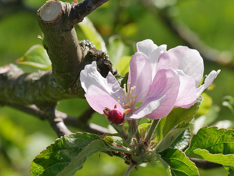 File:Elstar Freilichtmuseum Roscheider Hof Blüte H6.jpg