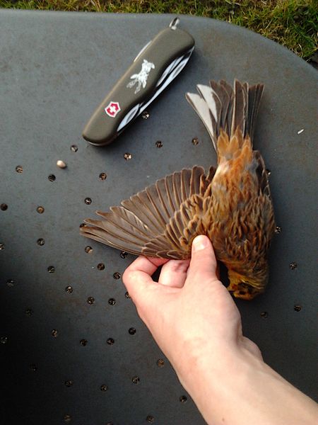 File:Emberiza citrinella dead - wing - bench.jpg