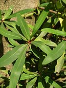 Embothrium leaves