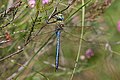 * Nomination Emperor dragonfly (Anax imperator) male, Berkshire --Charlesjsharp 21:23, 2 July 2017 (UTC) * Promotion  Support OK for me, although IMHO, it can be cropped better. --C messier 11:03, 10 July 2017 (UTC)
