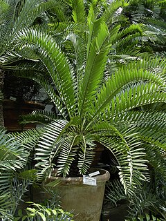 <i>Encephalartos caffer</i> Species of cycad