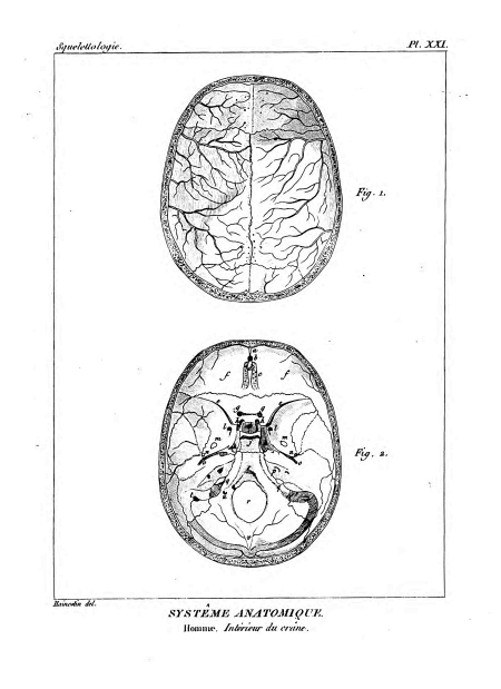 Encyclopédie méthodique - Systeme Anatomique, Pl21.png