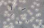 Vorschaubild für Bacillus