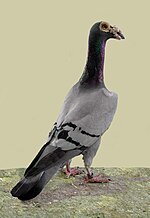 Vignette pour Carrier (pigeon)