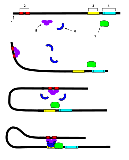 Enhancer (genetics) DNA sequence that binds activators to increase the likelihood of gene transcription