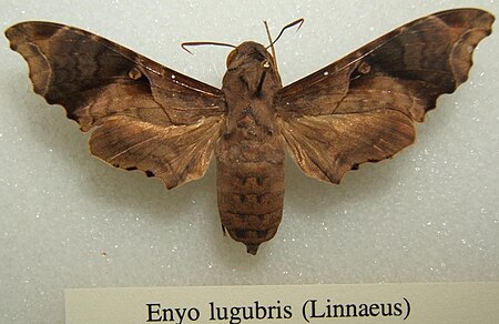 Enyo lugubris